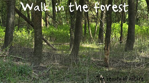 Walk in the forest / Walk through a beautiful forest next to a river.