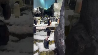 YouTuber found penguins in Antarctica
