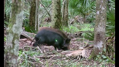 2 HOGS KILLED WITH ONE ARROW! Bow hunting for Wild Hogs in the Florida Swamp