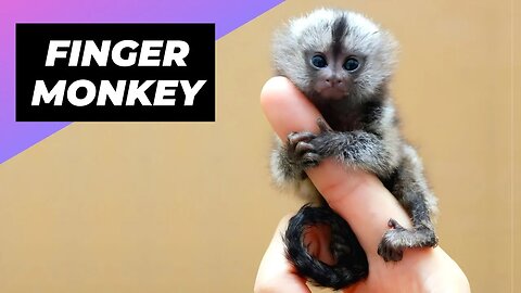 Finger Monkey 🐒 The Smallest Monkey In The World | Pygmy Marmoset #shorts