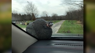 Cemetery Turkey