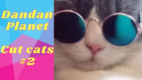 Dandan Planet - cute cats for you #2