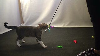 Little Playful Cat