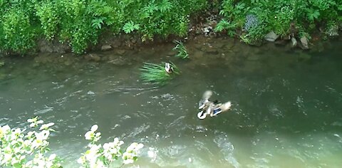 Another german duck is landing on the water and swim away. Germany 28 May 2021. Video