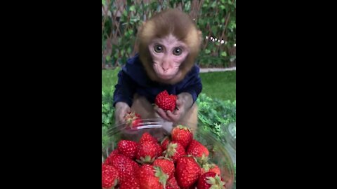 Cute Macaque enjoying strawberries