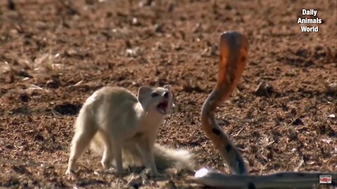 Mongoose vs Snake King Cobra Real Fight || Wild Animal Attacks