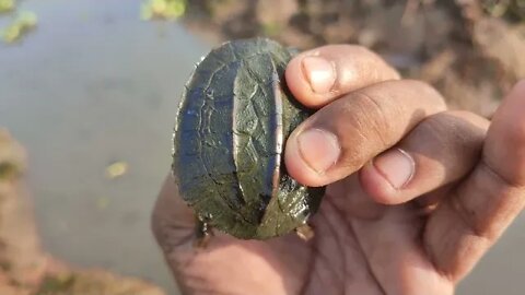 ആമക്കുട്ടിയെ വിട്ടുകൊടുത്തപ്പോൾ. ᴡᴇ ʀᴇʟᴇᴀꜱᴇᴅ ᴀ ʙᴀʙy ᴛᴏʀᴛᴏɪꜱᴇ ᴄᴀᴜɢʜᴛ ᴏɴ ꜰɪꜱʜɪɴɢ