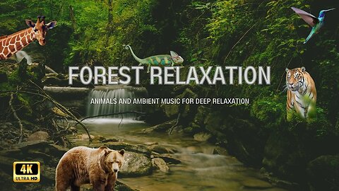 Animals of the Forest: A Relaxing wildlife Video with Music #wildlife #relaxation