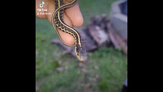 I caught and released a little garden snake. He was so cute with his little tongue!