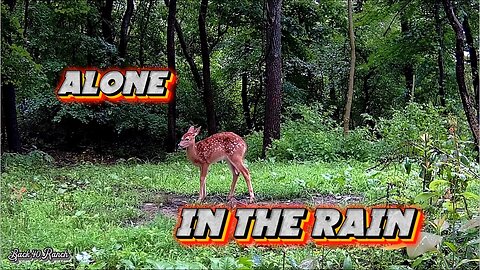 Whitetail Fawn, alone in the rain