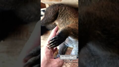 Randi the Raccon Bear Possum Anteater Bear Fox Lemur