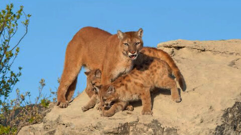 New Rules To Protect Mountain Lions