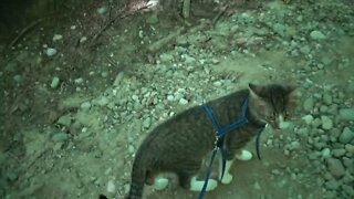 Kitten Explores a Mountain Path