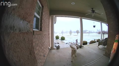 Video captures the cutest porch pirate in the act