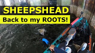 Catching Sheepshead & The Kitchen Sink With Giveaway Winner #toadfish #oldtownkayak #stpetersburg