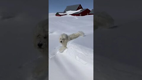 Montana Snow Dogs again