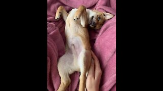 My Cute Puppy Doing An Adult Things- Laughter Is Guaranteed!