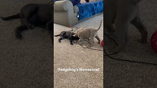 A little lab pup wrestling #hedgehogshomestead