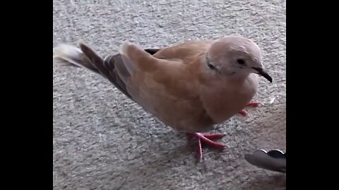 Bird of Peace? Attack Dove Chasing Tongs!