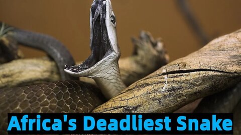 Africa's Deadliest Snake