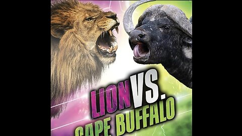 Lion vs buffalos