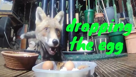 🦊 Young urban #fox Apple drops the egg at a London garden back door - Amazon Ring Doorbell