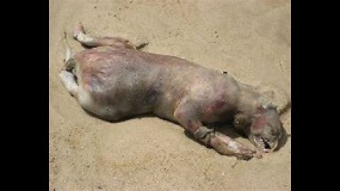 The True Story of the Montauk Monster 20221 Fact or Fiction in 2021