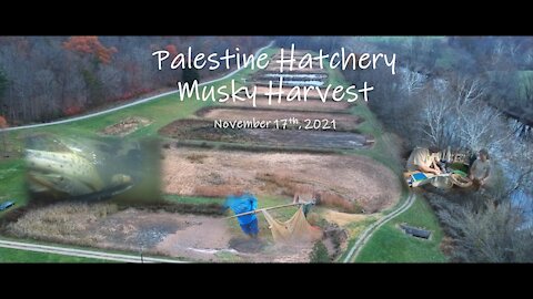 Palestine WV Hatchery Musky Harvest: 11/17/2021
