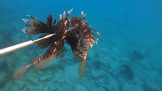 Snorkelling and Lionfishhunting in Bermuda