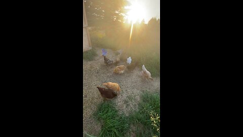 Chickens first time free ranging