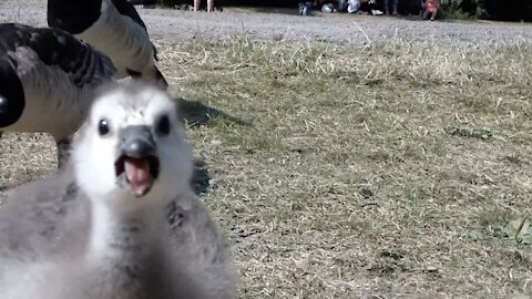 Fluffy gosling squeaks