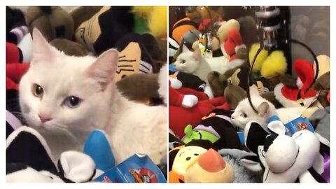 Cat & Claw Machine