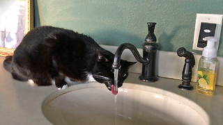 Talking cat asks for drink of water