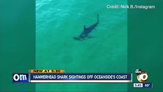 Hammerhead shark sightings are on the rise off the coast