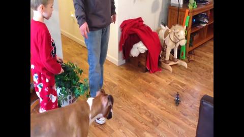 Funny Dog Takes Down RC Helicopter