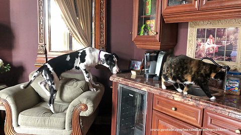 Cat reminds Great Dane to respect her personal space