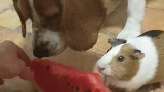 Dog doesn't want to share watermelon with guinea pig