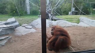 Silly orangutan won't stop performing somersaults