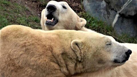 Polar bears relax together for some play time and a nap