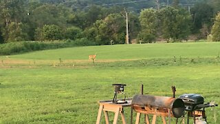 Deer parade begin the barn