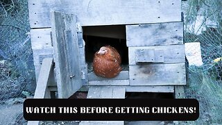 Things to know before getting CHICKENS