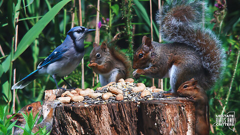 Cat TV 🐱 Dog TV 🐶 Upstate Birds And Critters: Ep 323— 071924