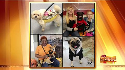 Halloween Safety Tips for Your Furry Friends