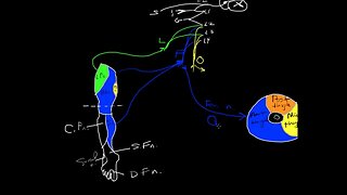 Lumbar plexus tutorial