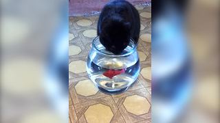 "Thirsty Cat Ignores Fish"