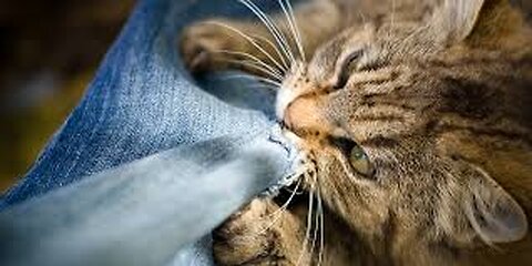 Peaceful Solutions: Dealing with Aggression in Cats