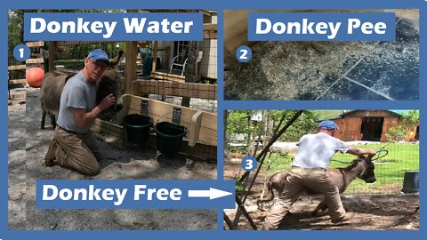 Donkey Water, Donkey Pee and Donkey Runs Free