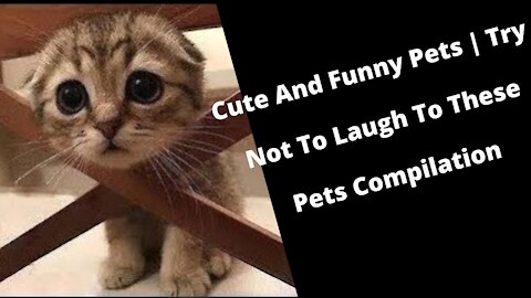 Cute And Funny Pets-Try Not To Laugh To These Pets Compilation