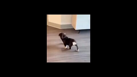 Dog Milly Rock