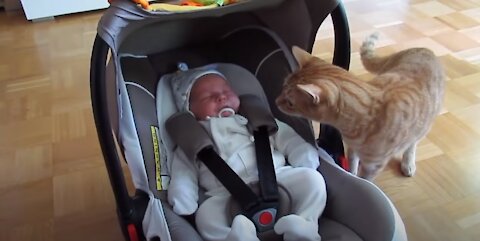 Cute Funny Pets | Cats Meeting Babies for the FIRST Time